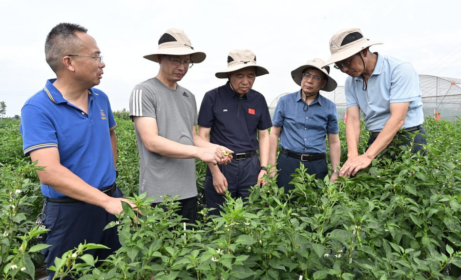 中国工程院院士邹学校一行考察哈哈体育兴蔬种业基地